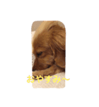 プックス犬のココちゃん「ココスタ」（個別スタンプ：2）