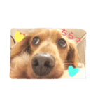 プックス犬のココちゃん「ココスタ」（個別スタンプ：3）
