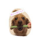 プックス犬のココちゃん「ココスタ」（個別スタンプ：4）