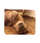 プックス犬のココちゃん「ココスタ」（個別スタンプ：5）