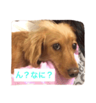 プックス犬のココちゃん「ココスタ」（個別スタンプ：6）