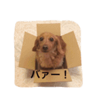 プックス犬のココちゃん「ココスタ」（個別スタンプ：7）