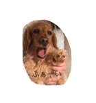 プックス犬のココちゃん「ココスタ」（個別スタンプ：8）