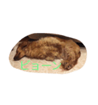 プックス犬のココちゃん「ココスタ」（個別スタンプ：9）