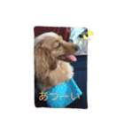 プックス犬のココちゃん「ココスタ」（個別スタンプ：10）