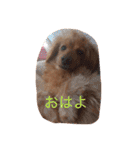 プックス犬のココちゃん「ココスタ」（個別スタンプ：12）