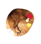 プックス犬のココちゃん「ココスタ」（個別スタンプ：16）