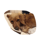 プックス犬のココちゃん「ココスタ」（個別スタンプ：18）