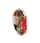 プックス犬のココちゃん「ココスタ」（個別スタンプ：20）