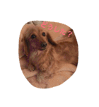 プックス犬のココちゃん「ココスタ」（個別スタンプ：21）