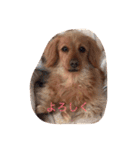 プックス犬のココちゃん「ココスタ」（個別スタンプ：23）