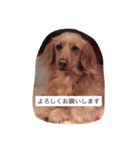 プックス犬のココちゃん「ココスタ」（個別スタンプ：24）