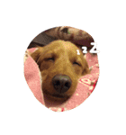 プックス犬のココちゃん「ココスタ」（個別スタンプ：26）