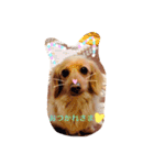 プックス犬のココちゃん「ココスタ」（個別スタンプ：29）