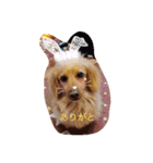 プックス犬のココちゃん「ココスタ」（個別スタンプ：30）