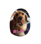 プックス犬のココちゃん「ココスタ」（個別スタンプ：32）