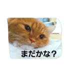 ましゅまろ スタンプ（個別スタンプ：3）