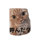 ましゅまろ スタンプ（個別スタンプ：4）