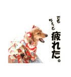 ダックス犬 写真 ここわん2 でも、、、編（個別スタンプ：1）