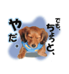 ダックス犬 写真 ここわん2 でも、、、編（個別スタンプ：3）