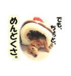 ダックス犬 写真 ここわん2 でも、、、編（個別スタンプ：4）