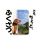 ダックス犬 写真 ここわん2 でも、、、編（個別スタンプ：5）
