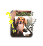 ダックス犬 写真 ここわん2 でも、、、編（個別スタンプ：7）