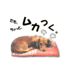 ダックス犬 写真 ここわん2 でも、、、編（個別スタンプ：8）