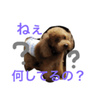 チップモコマリー（個別スタンプ：2）