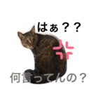 チップモコマリー（個別スタンプ：4）