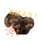 チップモコマリー（個別スタンプ：12）