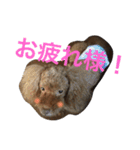 チップモコマリー（個別スタンプ：15）