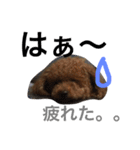 チップモコマリー（個別スタンプ：18）