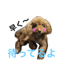チップモコマリー（個別スタンプ：20）