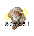 チップモコマリー（個別スタンプ：24）