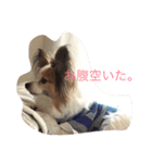 きまぐれマル（個別スタンプ：2）