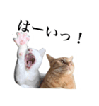 可愛すぎる！めんま＆キュゥべぇスタンプ（個別スタンプ：1）