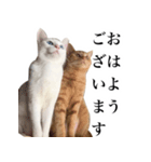 可愛すぎる！めんま＆キュゥべぇスタンプ（個別スタンプ：8）