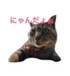 にゃんにゃんだぁ（個別スタンプ：1）