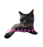 にゃんにゃんだぁ（個別スタンプ：2）