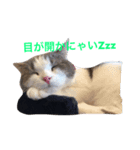にゃんにゃんだぁ（個別スタンプ：6）