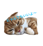 にゃんにゃんだぁ（個別スタンプ：8）