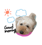 ぬいぐるみ犬のだいちゃん(トイプードル)（個別スタンプ：1）