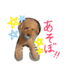 ぬいぐるみ犬のだいちゃん(トイプードル)（個別スタンプ：7）