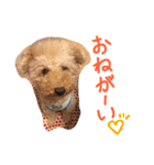 ぬいぐるみ犬のだいちゃん(トイプードル)（個別スタンプ：8）