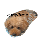 ぬいぐるみ犬のだいちゃん(トイプードル)（個別スタンプ：10）