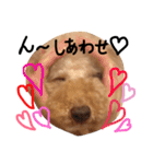 ぬいぐるみ犬のだいちゃん(トイプードル)（個別スタンプ：12）