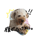 ぬいぐるみ犬のだいちゃん(トイプードル)（個別スタンプ：13）