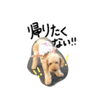 ぬいぐるみ犬のだいちゃん(トイプードル)（個別スタンプ：14）
