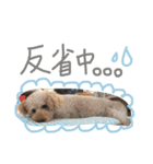 ぬいぐるみ犬のだいちゃん(トイプードル)（個別スタンプ：15）
